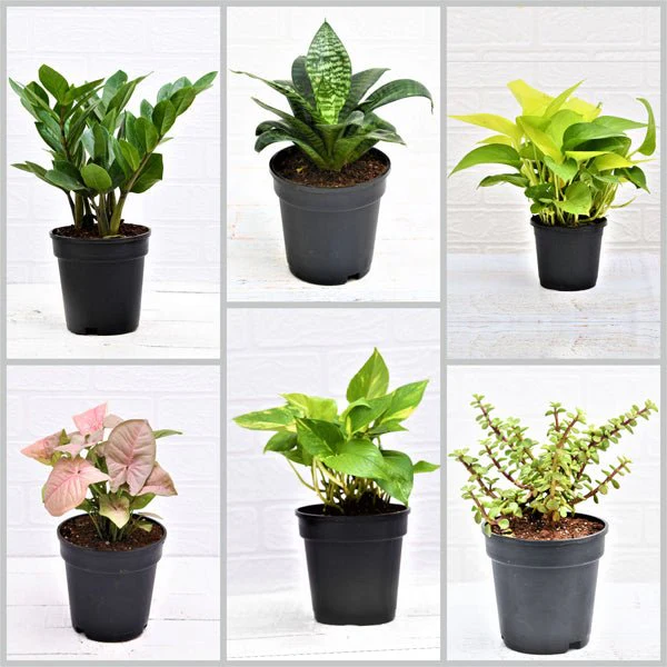 The Benefits of Air Purifying Plants