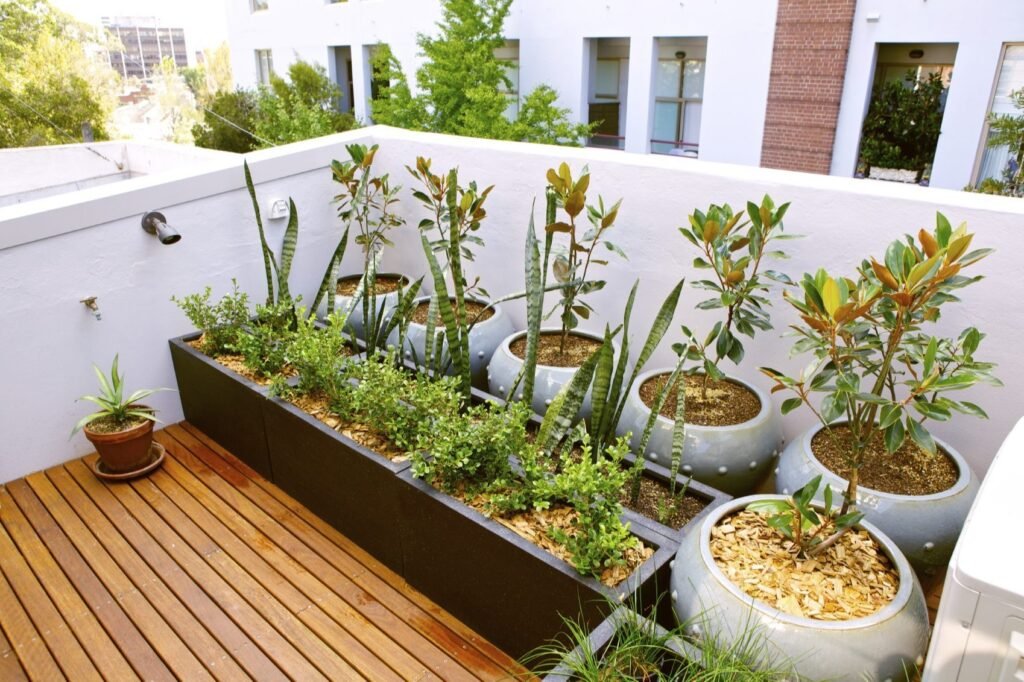 Bougainvillea Outdoor Plant view