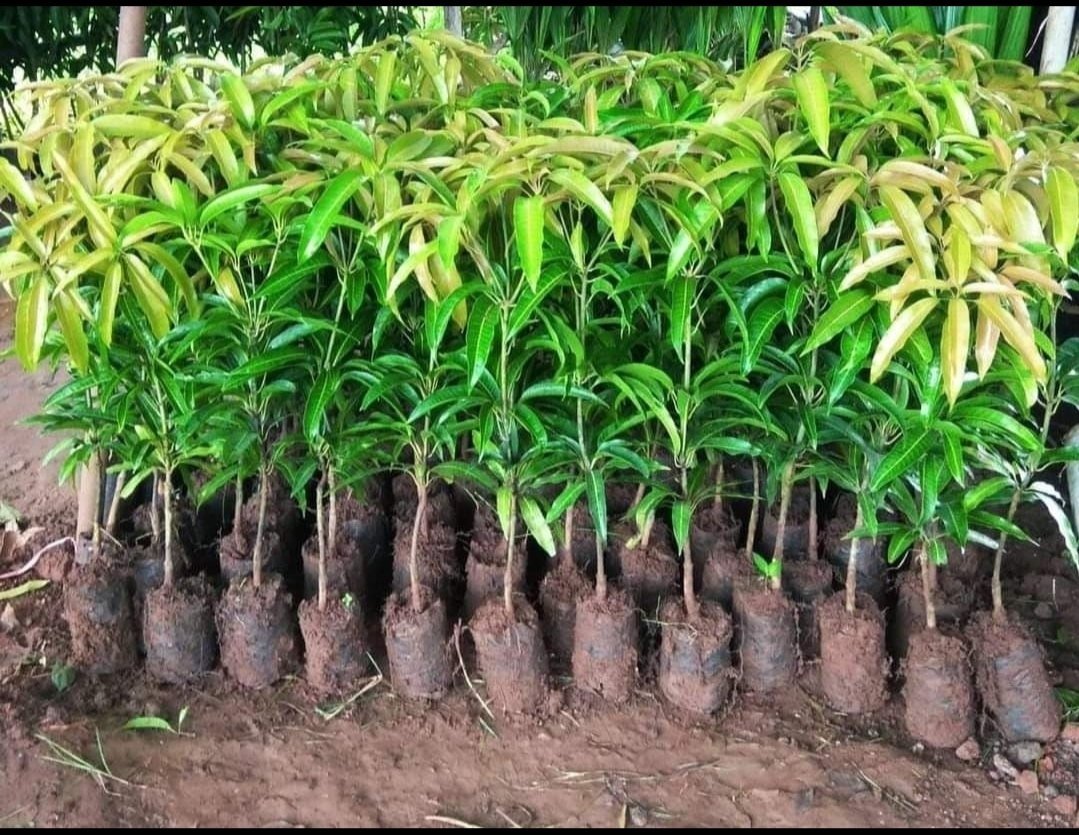 Ratnagiri Alphonso (Hapus) Mango Plant