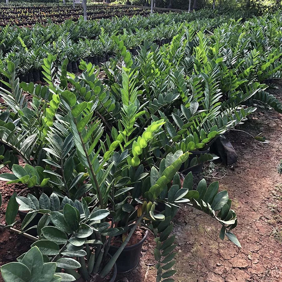 ZZ Plant (Zamioculcas zamiifolia)