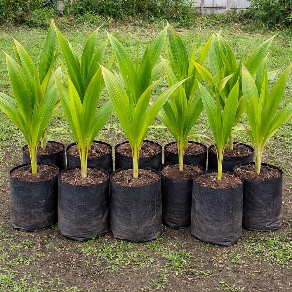 Gangabondam Hybrid Coconut Plant