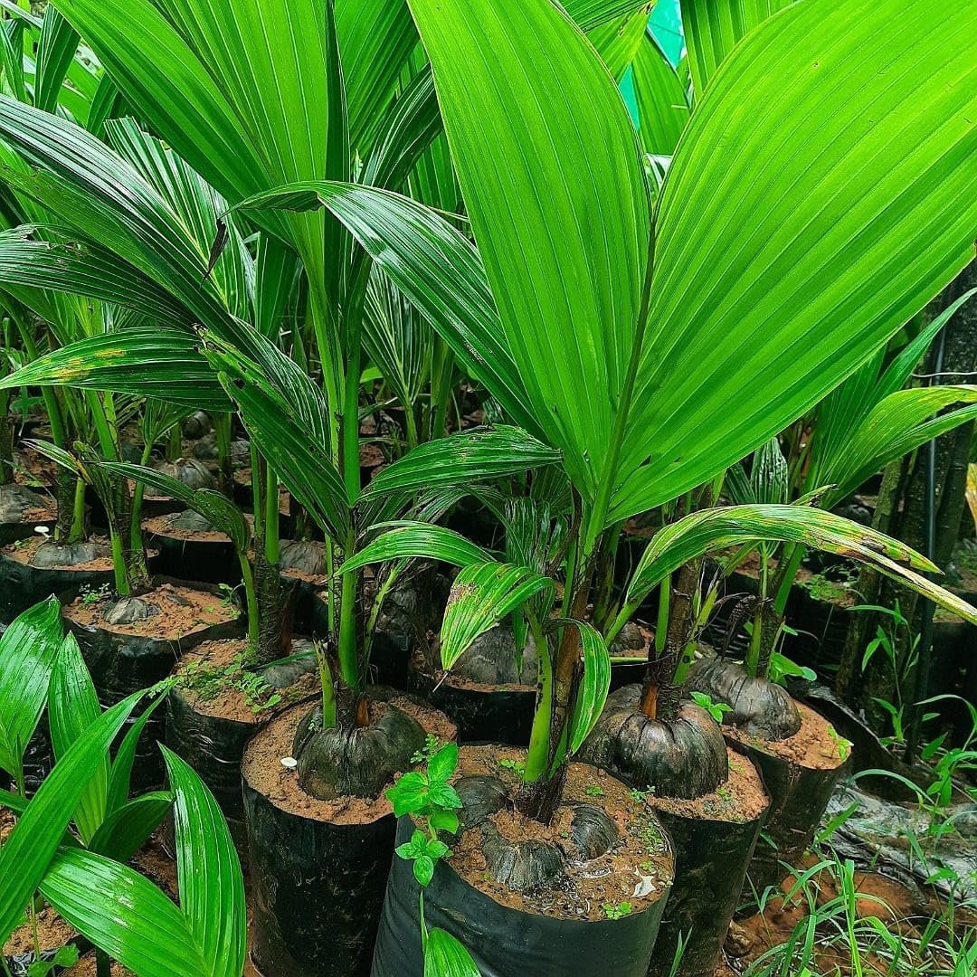 Malaysian Yellow Dwarf Coconut Plant