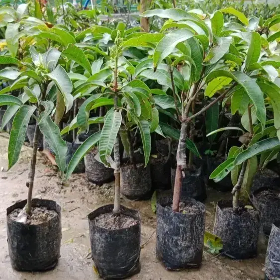 Carabao Mango