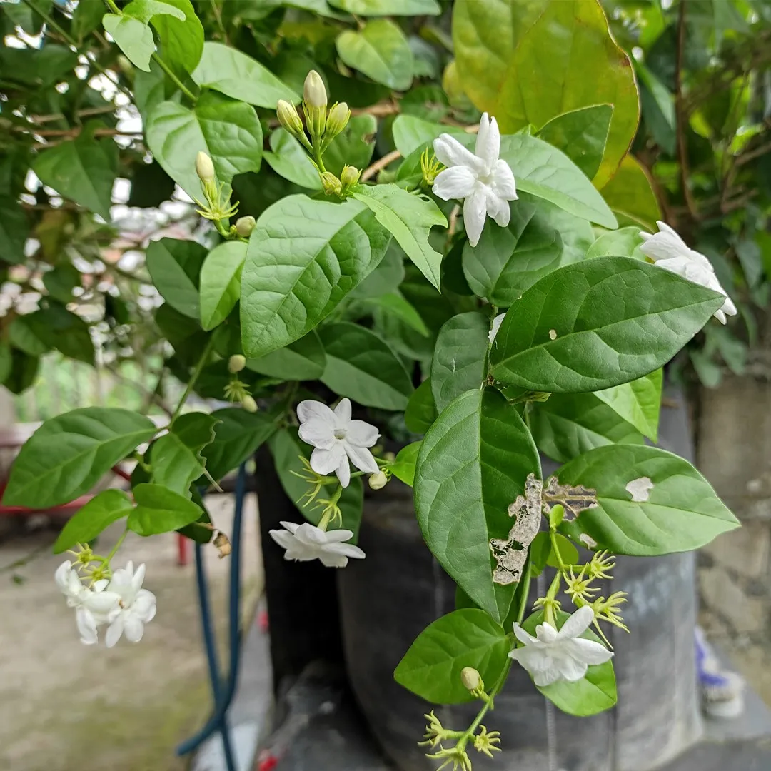 Mogra (Arabian Jasmine)