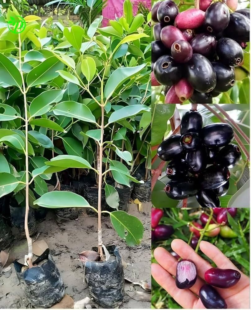 Jamun