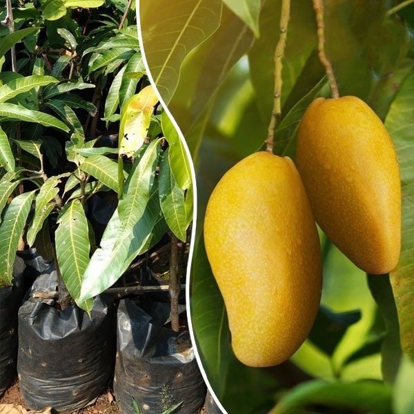 Mango